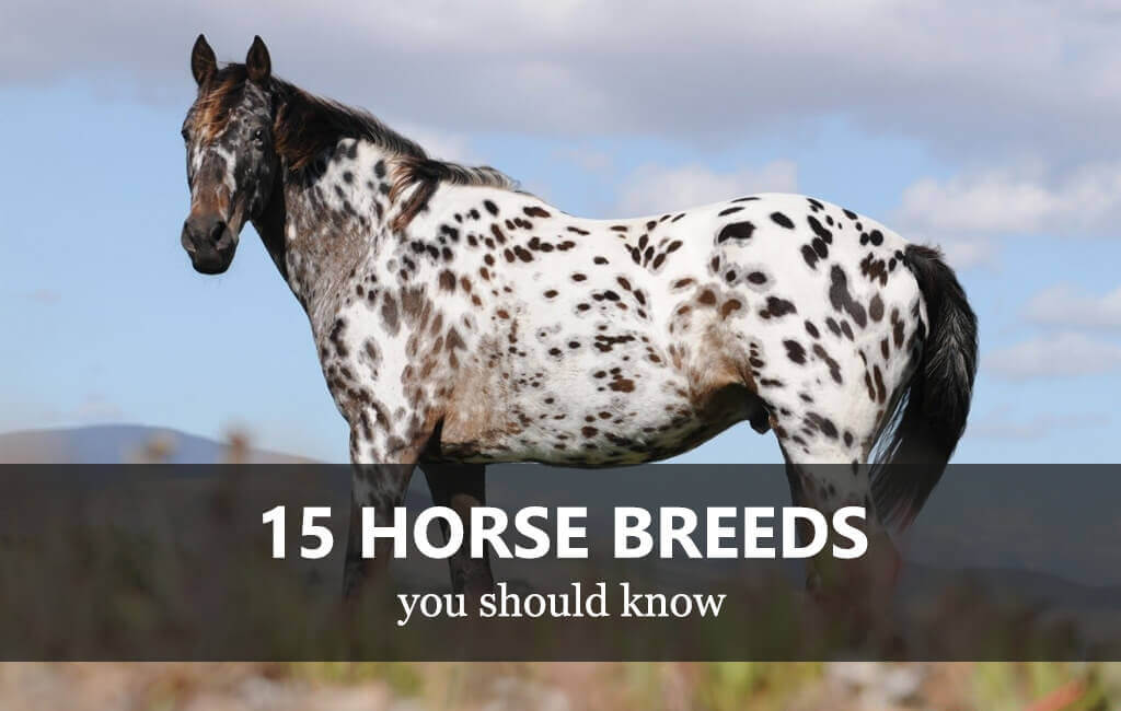 15 horse breeds you should know